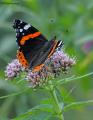 Red Admiral